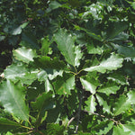 Load image into Gallery viewer, Swamp White Oak (Quercus bicolor) 3 Gallon
