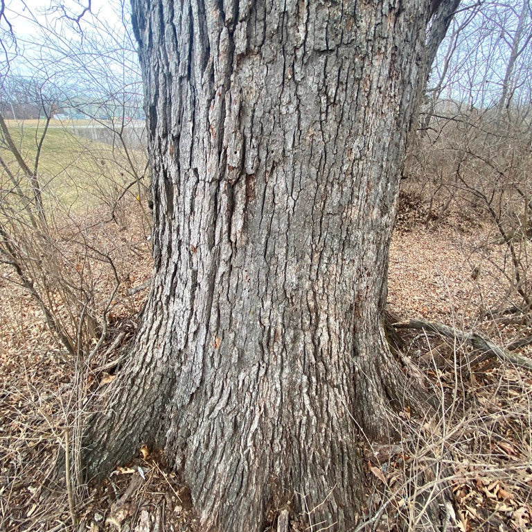 Jack Oak (Quercus jackiana)