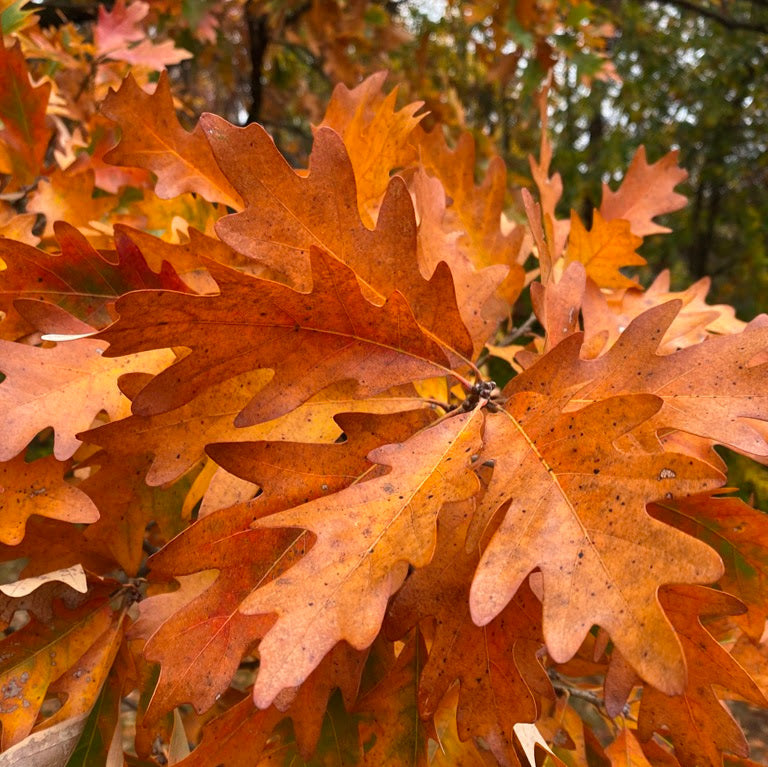 Jack Oak (Quercus jackiana)
