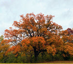 Load image into Gallery viewer, Jack Oak (Quercus jackiana)
