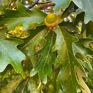 Jack Oak (Quercus jackiana)