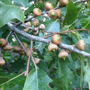 Lea's Shingle Oak (Quercus x leana)