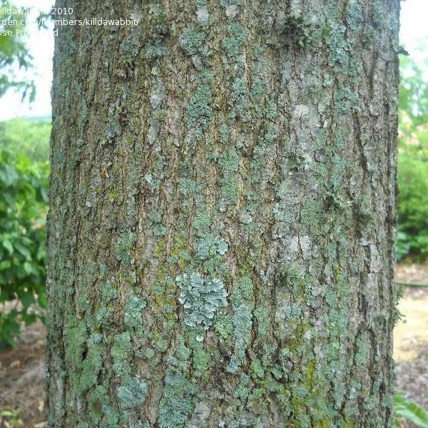 Lea's Shingle Oak (Quercus x leana)