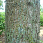 Load image into Gallery viewer, Lea&#39;s Shingle Oak (Quercus x leana)
