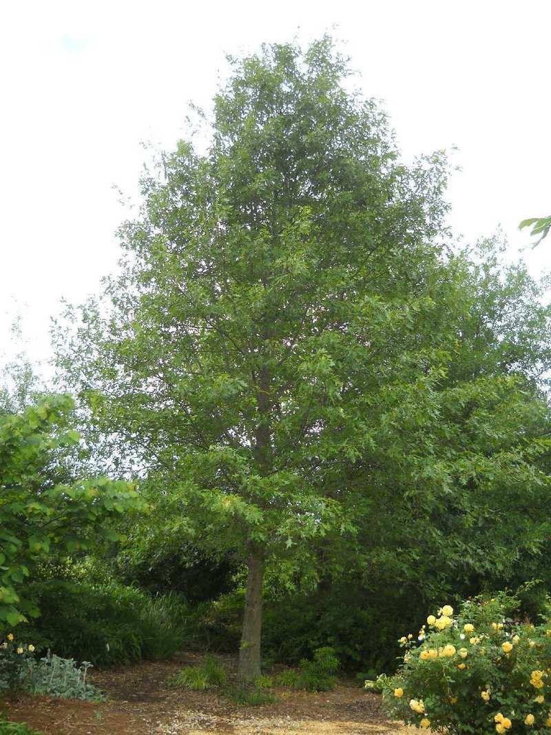Lea's Shingle Oak (Quercus x leana)