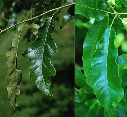 Lea's Shingle Oak (Quercus x leana)