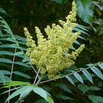 Load image into Gallery viewer, Smooth Sumac (Rhus glabra)

