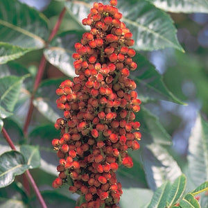 Smooth Sumac (Rhus glabra)