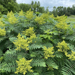 Load image into Gallery viewer, Smooth Sumac (Rhus glabra)

