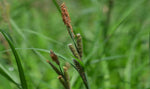 Load image into Gallery viewer, Riverbank Sedge (Carex emoryi)

