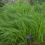 Load image into Gallery viewer, Riverbank Sedge (Carex emoryi)
