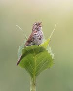 Load image into Gallery viewer, Jennifer Seifert "Morning Song" Photography, 12" x 15"
