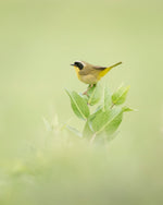 Load image into Gallery viewer, Jennifer Seifert "The Gossip Perch" Photography, 8" x 10"
