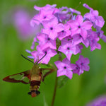 Load image into Gallery viewer, Smooth Phlox (Phlox glaberrima subsp. interior)

