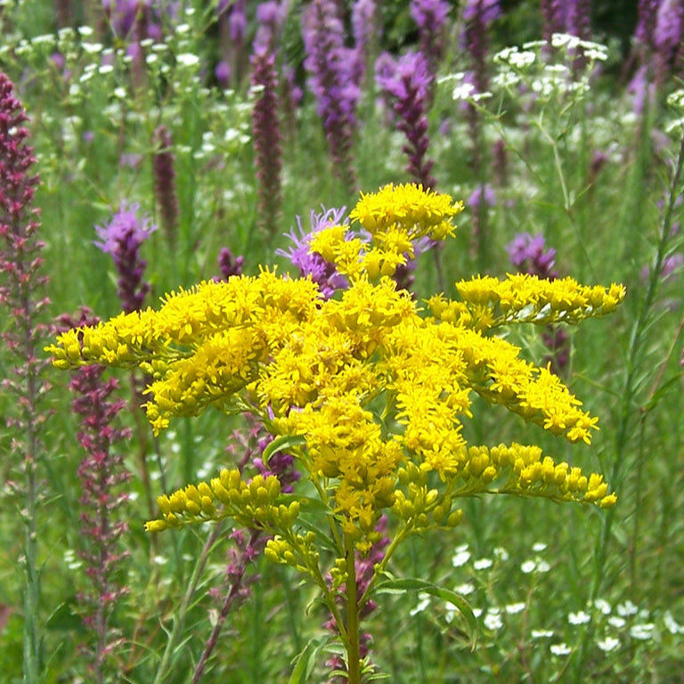 Early Goldenrod (Solidago juncea)