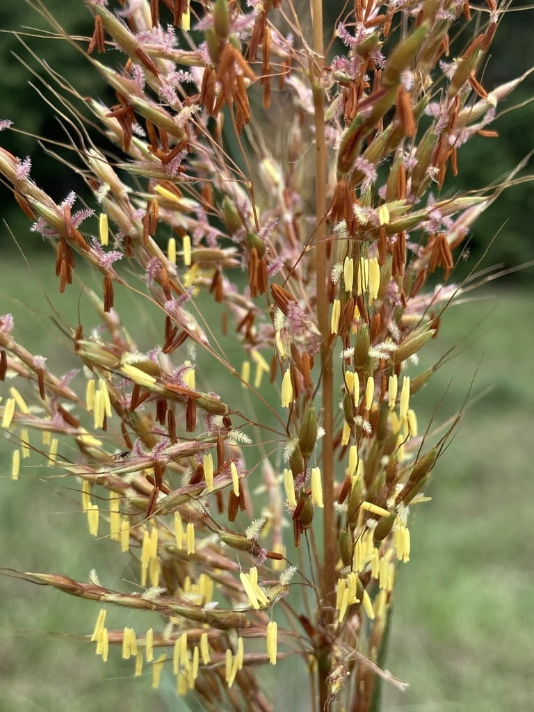 Indian Grass (Sorghastrum nutans)