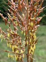 Load image into Gallery viewer, Indian Grass (Sorghastrum nutans)

