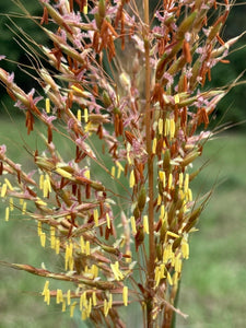 Indian Grass (Sorghastrum nutans)