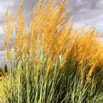 Load image into Gallery viewer, Indian Grass (Sorghastrum nutans)
