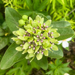 Load image into Gallery viewer, Spider Milkweed (Asclepias viridis)
