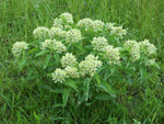 Load image into Gallery viewer, Spider Milkweed (Asclepias viridis)
