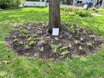 Load image into Gallery viewer, Shade Garden Kit: Oak Buddies!
