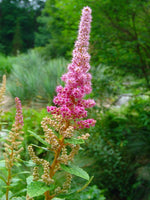 Load image into Gallery viewer, Steeplebush (Spiraea tomentosa)
