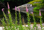 Load image into Gallery viewer, Steeplebush (Spiraea tomentosa)
