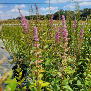 Steeplebush (Spiraea tomentosa)