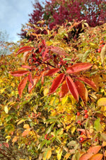 Load image into Gallery viewer, Swamp Rose (Rosa palustris) 5 Gallon
