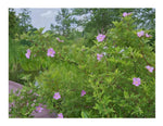 Load image into Gallery viewer, Swamp Rose (Rosa palustris) 5 Gallon
