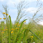 Load image into Gallery viewer, Switch Grass (Panicum virgatum)
