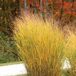Load image into Gallery viewer, Switch Grass (Panicum virgatum)
