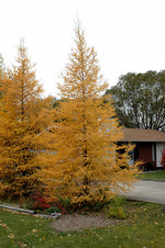Load image into Gallery viewer, Tamarack (Larix laricina)
