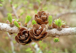 Load image into Gallery viewer, Tamarack (Larix laricina)
