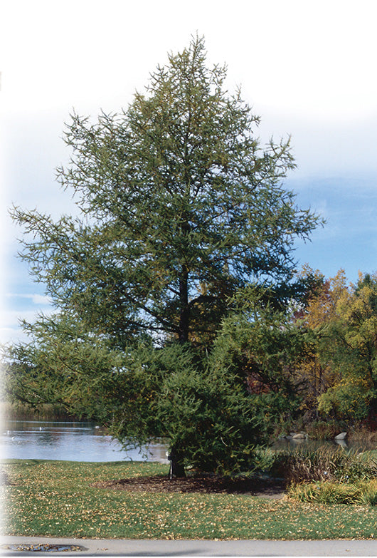 Tamarack (Larix laricina)