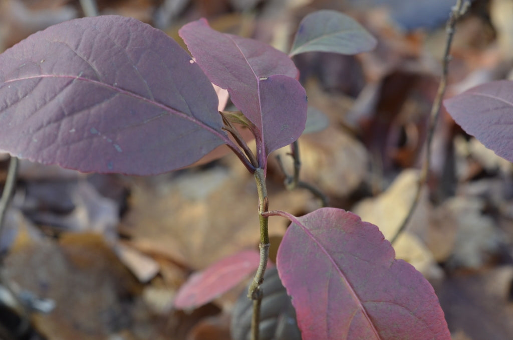 Withe Rod Viburnum (Viburnum cassinoides)