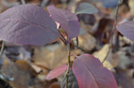 Load image into Gallery viewer, Withe Rod Viburnum (Viburnum cassinoides)
