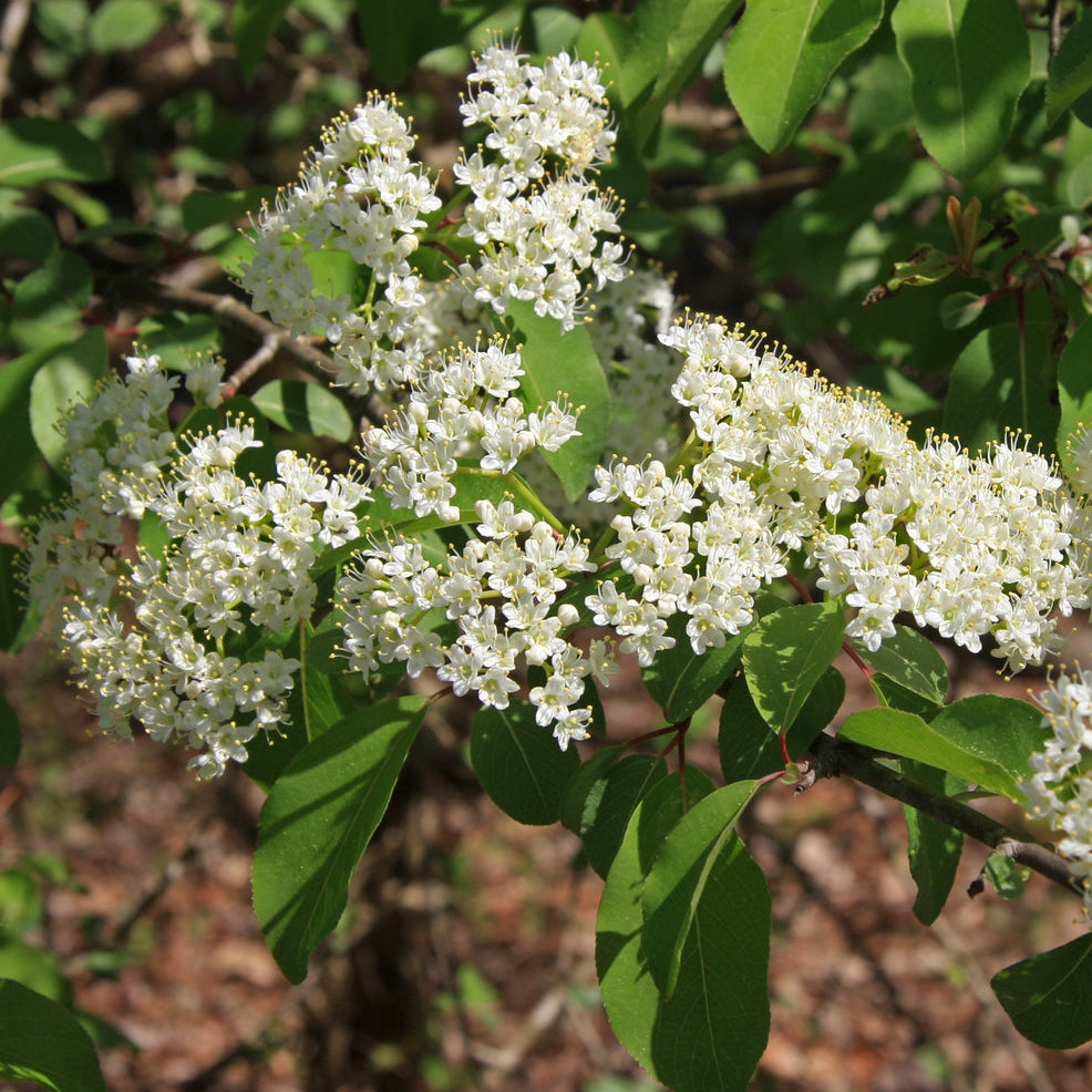 Withe Rod Viburnum (Viburnum cassinoides)