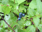 Load image into Gallery viewer, Withe Rod Viburnum (Viburnum cassinoides)
