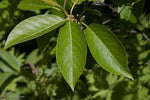 Load image into Gallery viewer, Withe Rod Viburnum (Viburnum cassinoides)
