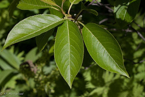 Withe Rod Viburnum (Viburnum cassinoides)