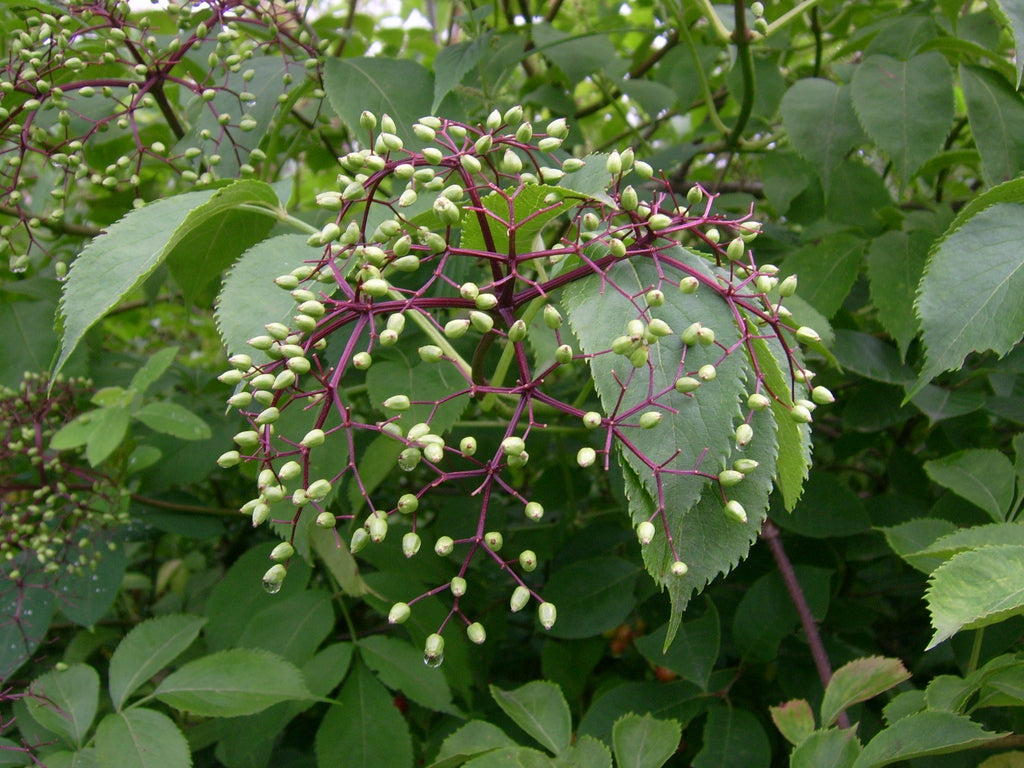 Withe Rod Viburnum (Viburnum cassinoides)