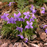 Load image into Gallery viewer, Prairie Violet (Viola pedatifida)
