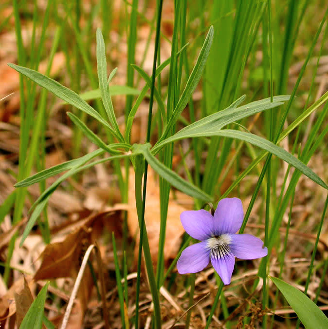 Prairie Violet (Viola pedatifida)