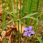 Load image into Gallery viewer, Prairie Violet (Viola pedatifida)
