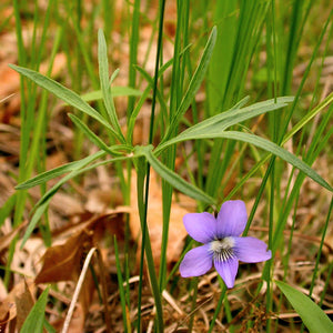 Prairie Violet (Viola pedatifida)