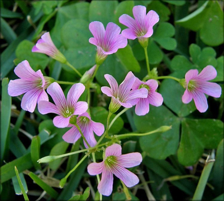Violet Wood Sorrel (Oxalis violacea)