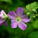 Load image into Gallery viewer, Shade Garden Kit: Oak Buddies!
