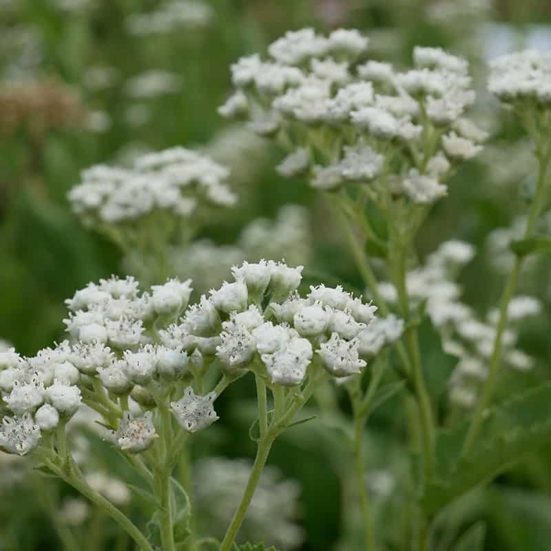 Wild Quinine (Parthenium integrifolium)